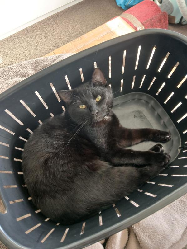Zorro