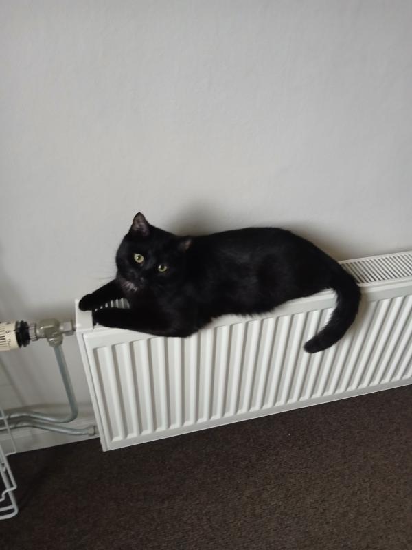 Zorro