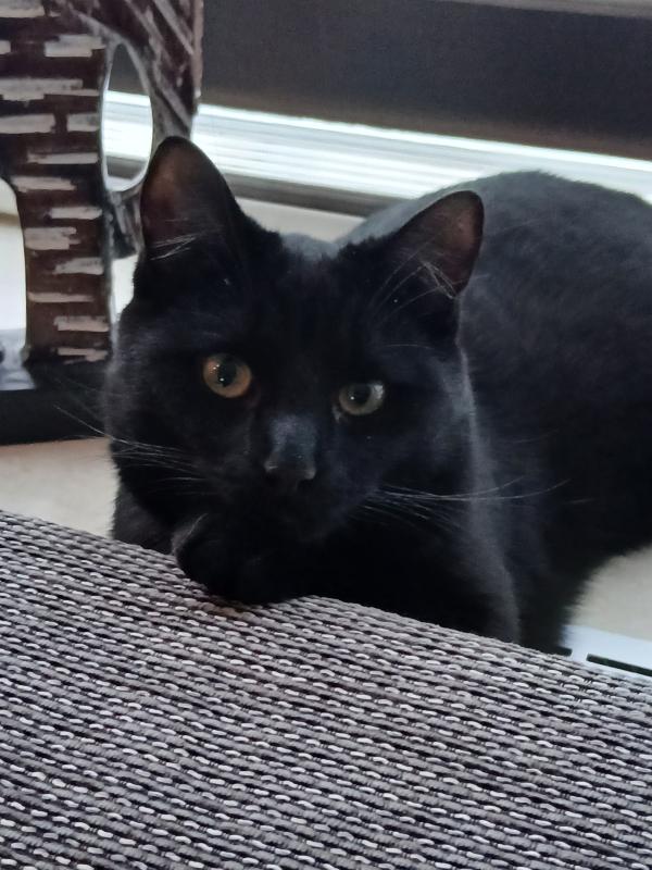 Zorro