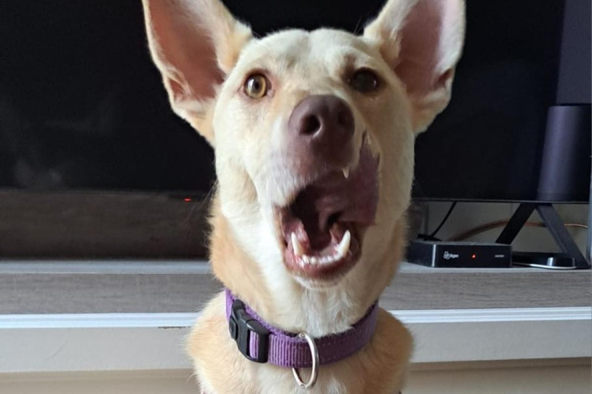 Odin