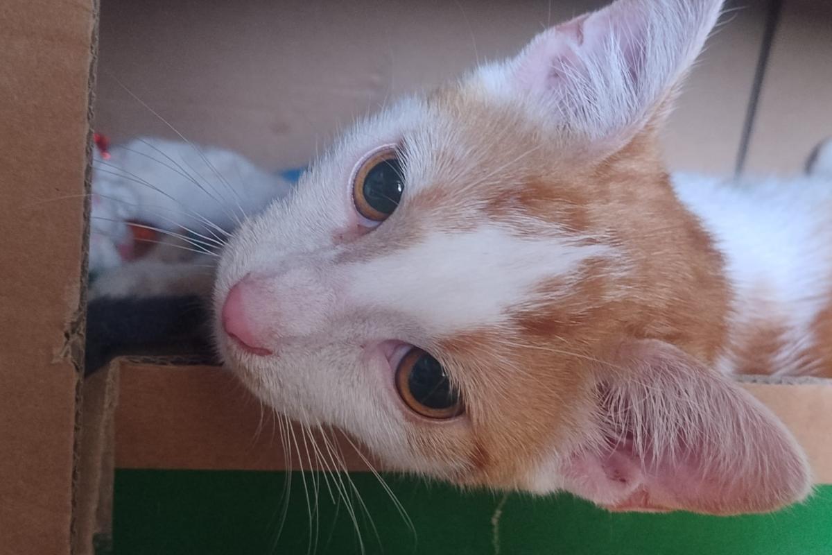 Romeo