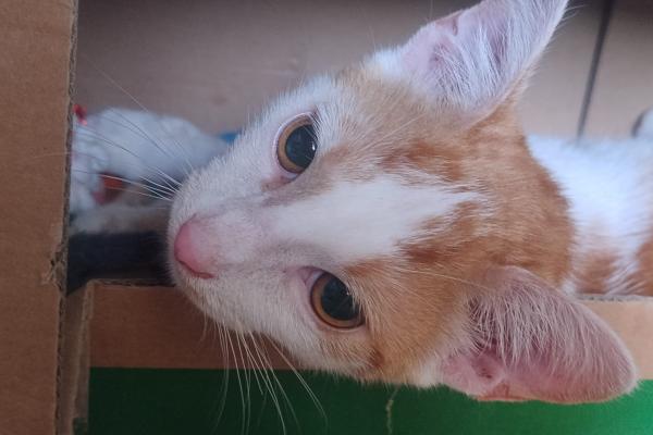 Romeo
