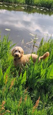 Luca