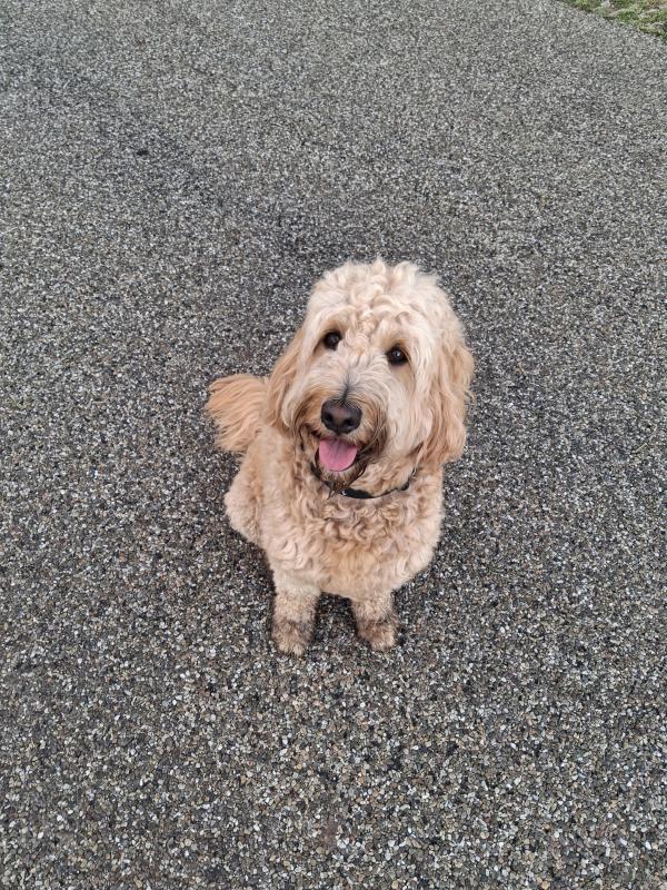 Luca