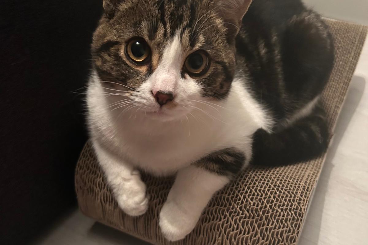 Chico