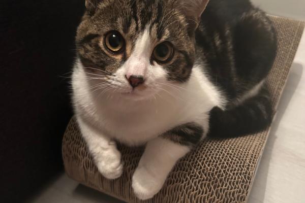 Chico