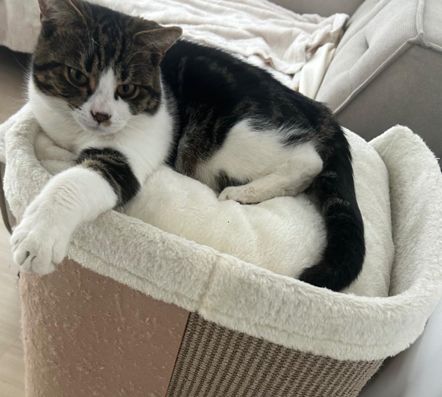 Chico