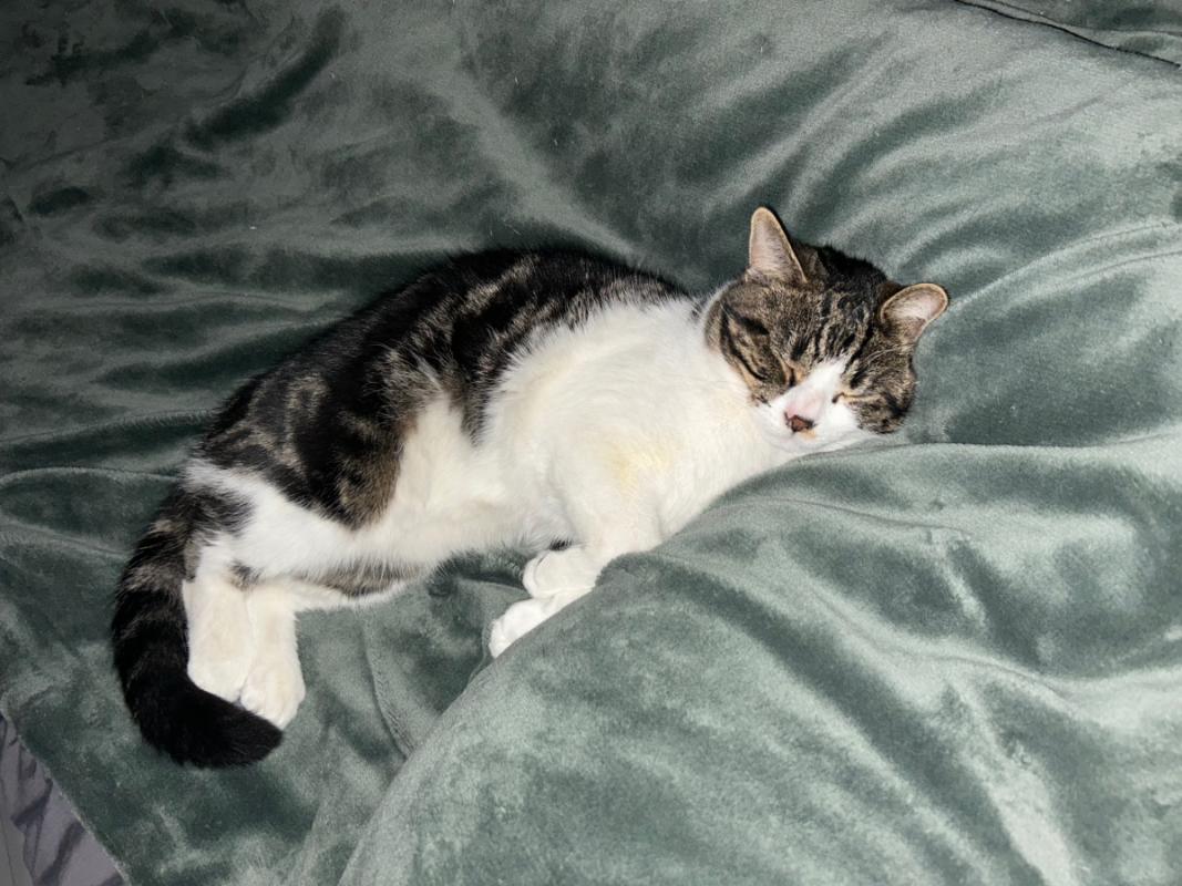 Chico