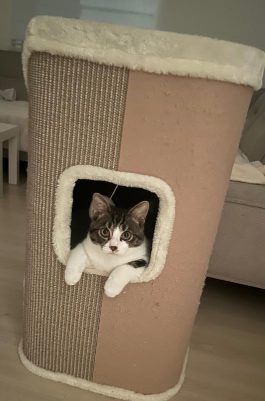 Chico