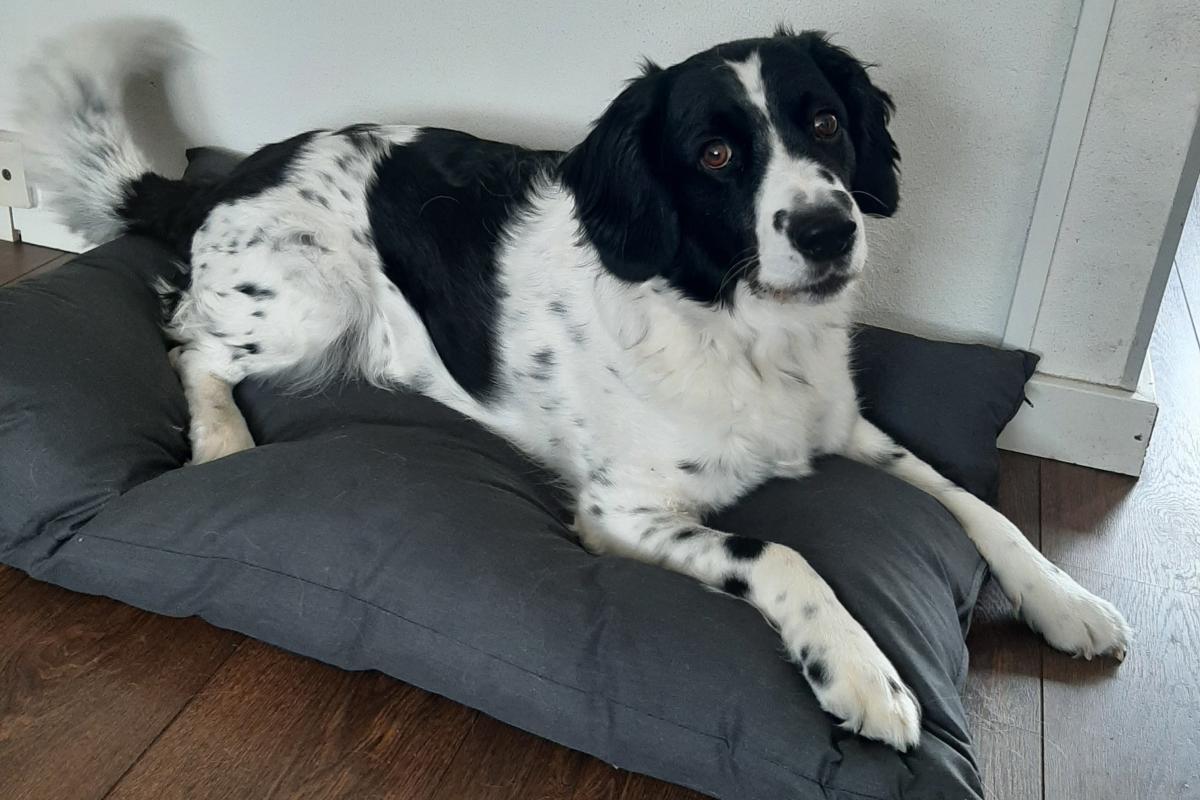 Bo