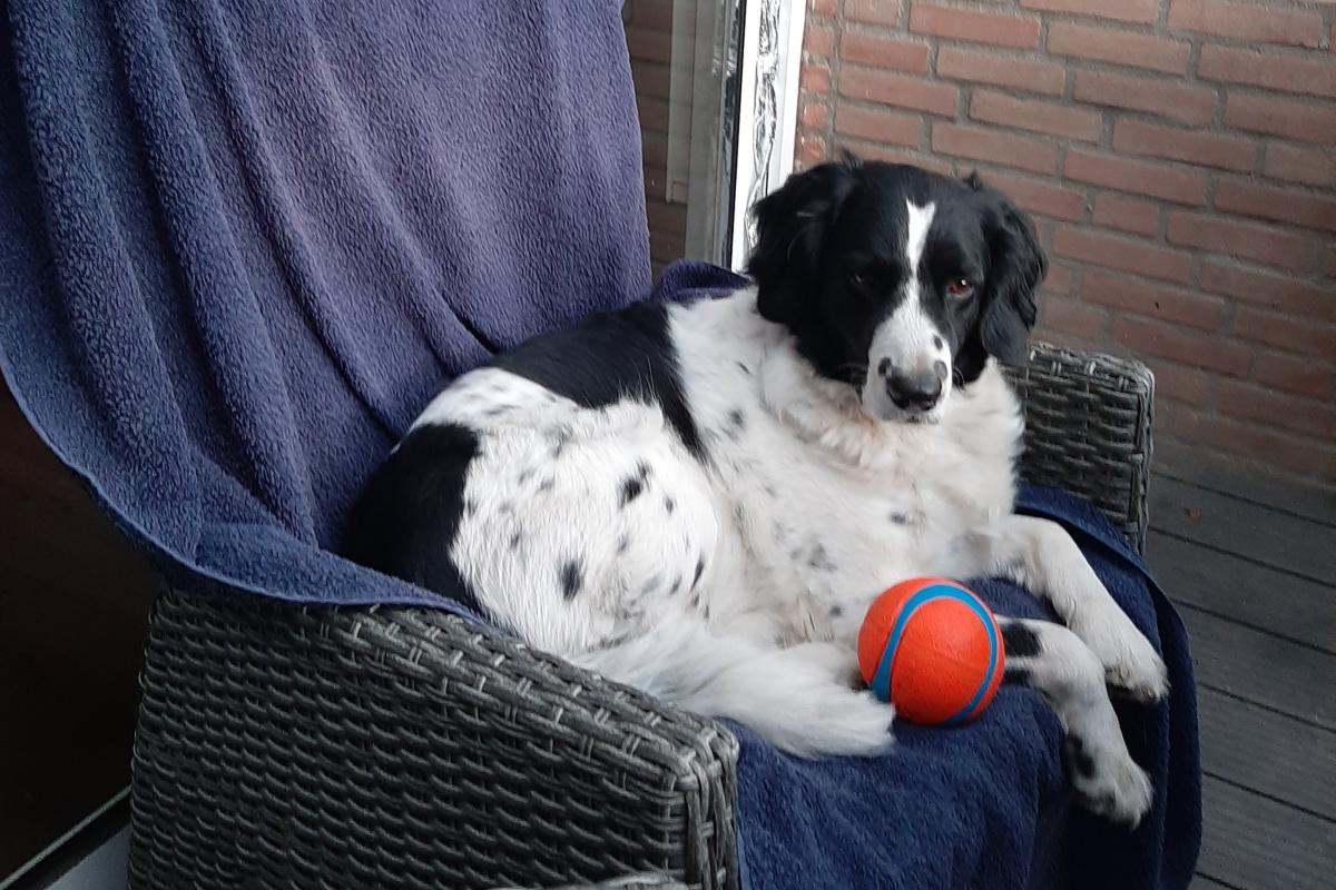 Bo