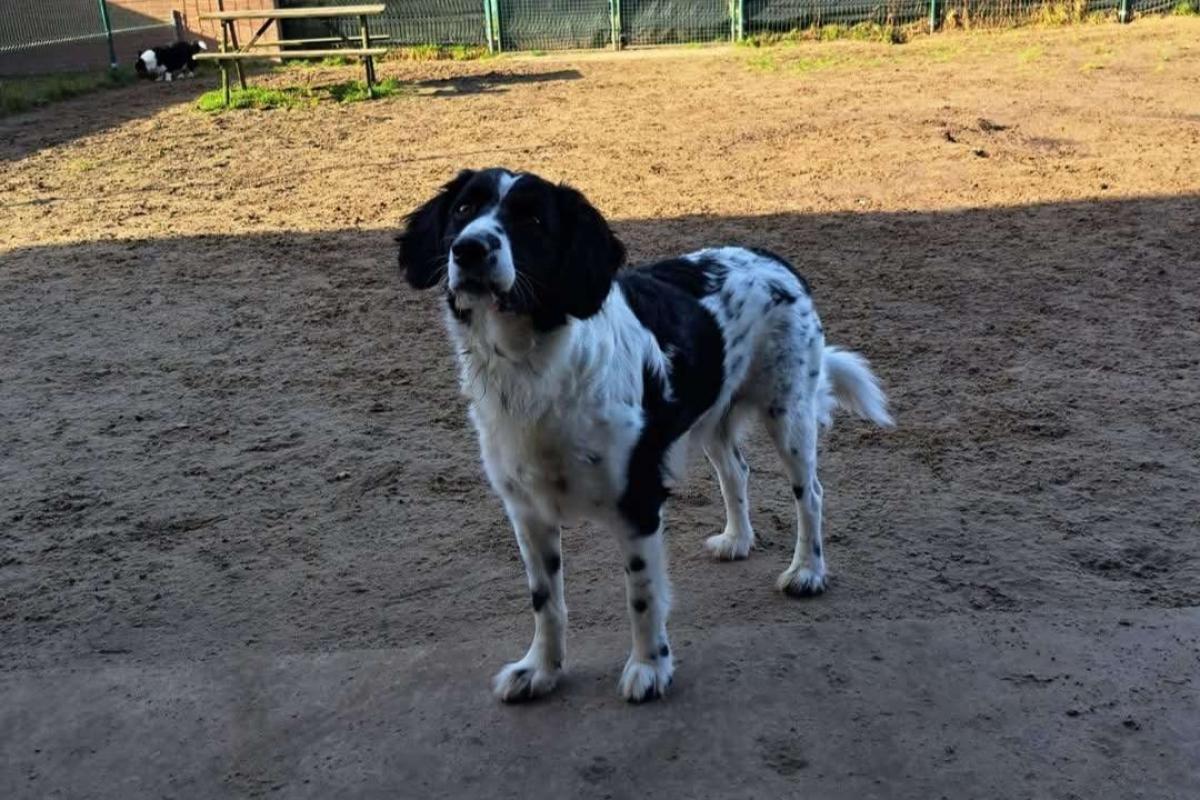 Bo