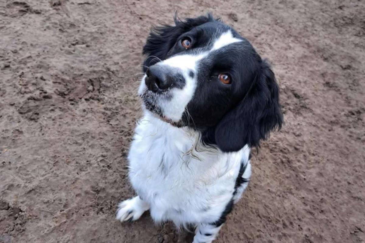 Bo