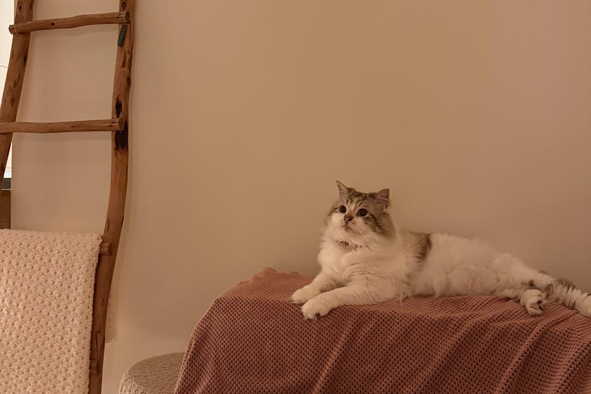 Mochi