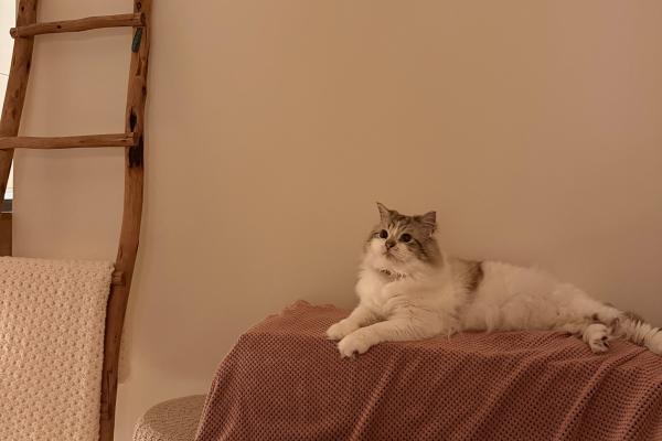 Mochi