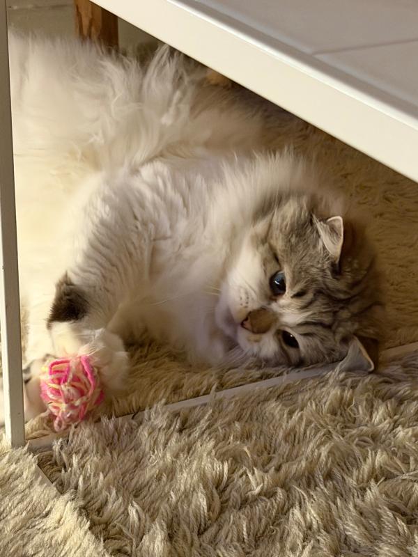 Mochi