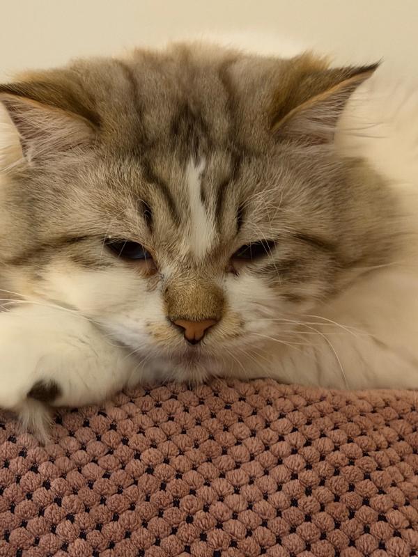 Mochi