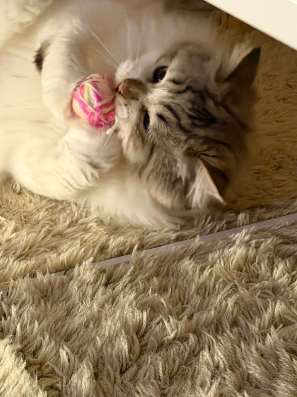 Mochi