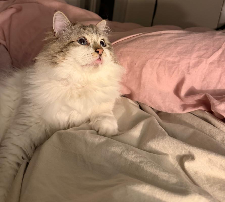 Mochi