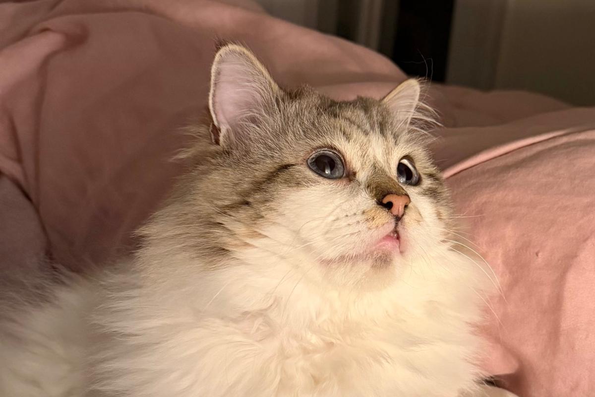 Mochi