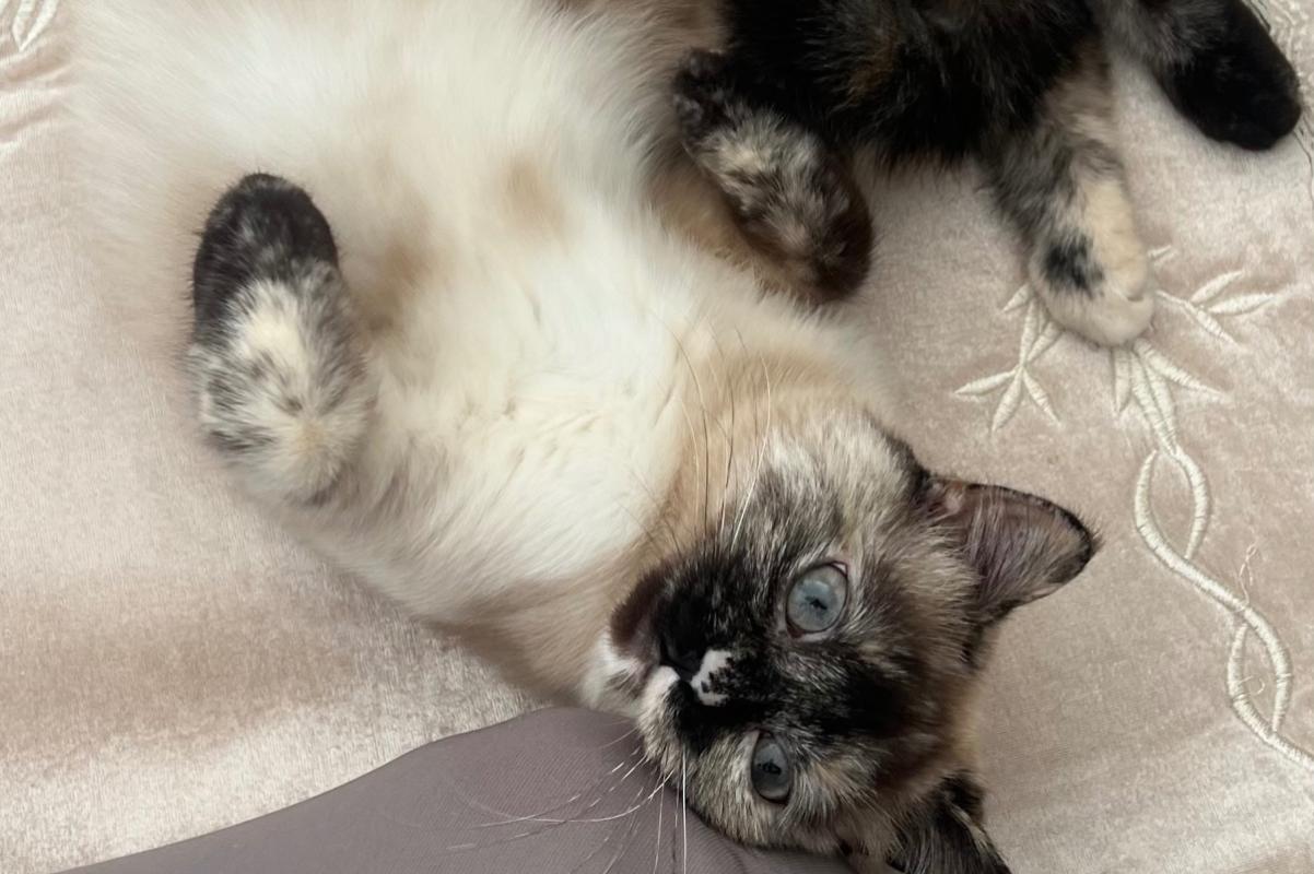 Mila