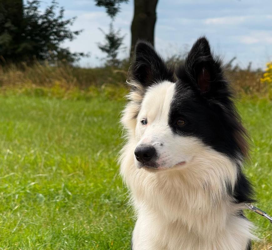 Zorro