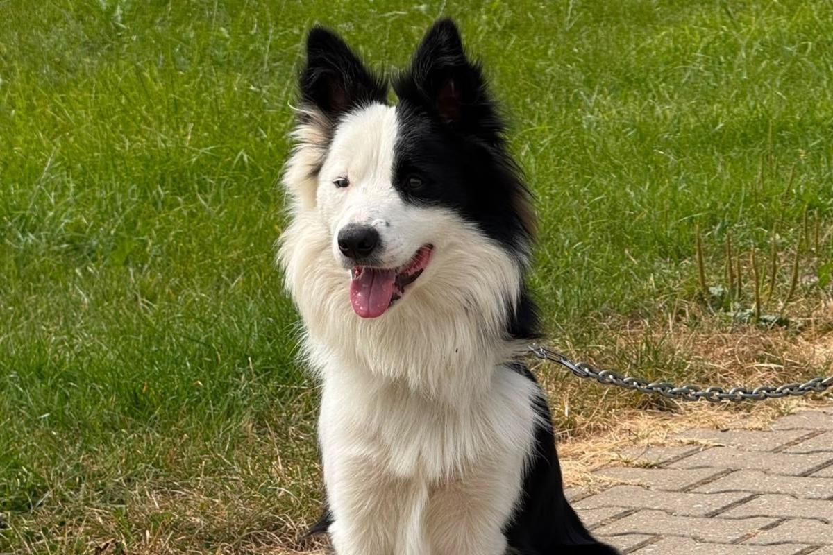 Zorro