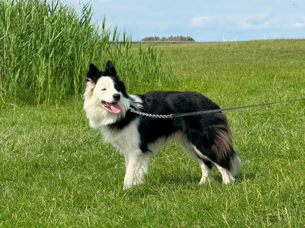 Zorro