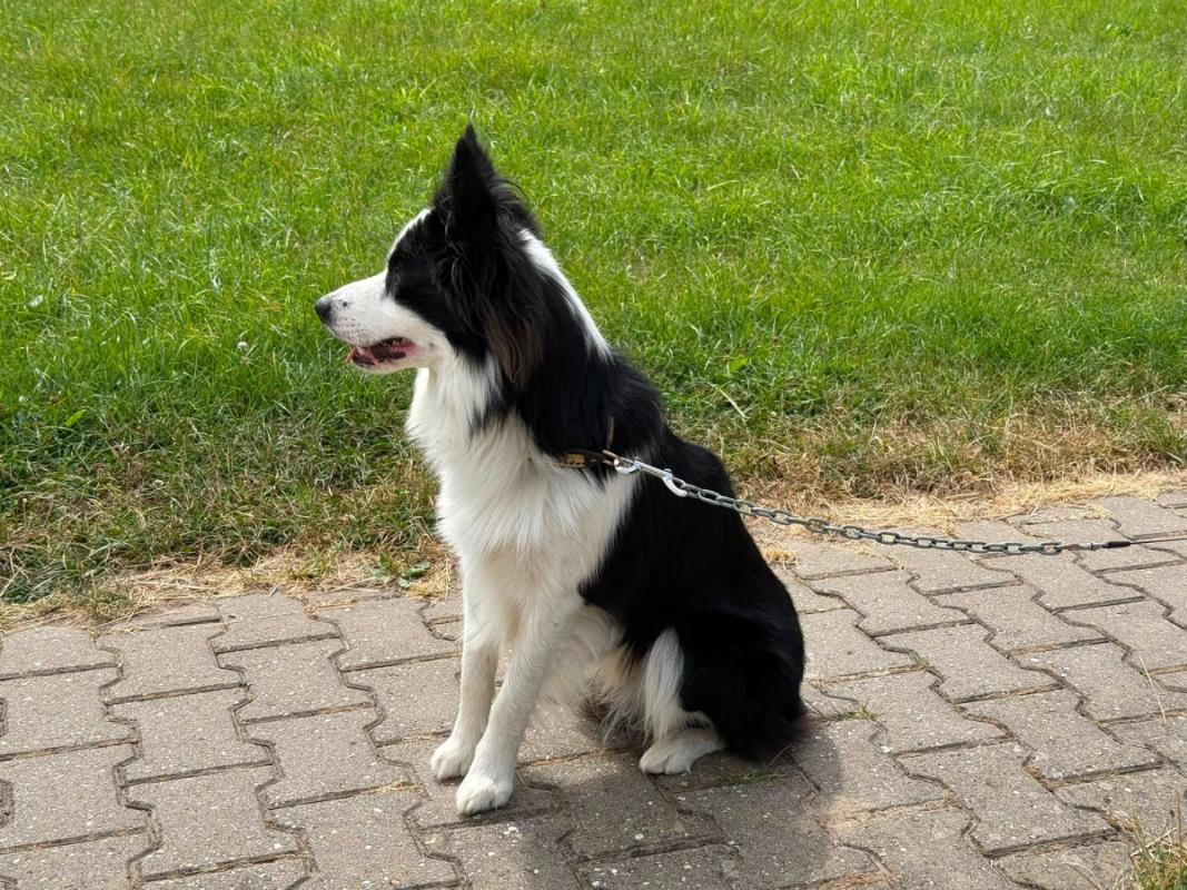 Zorro