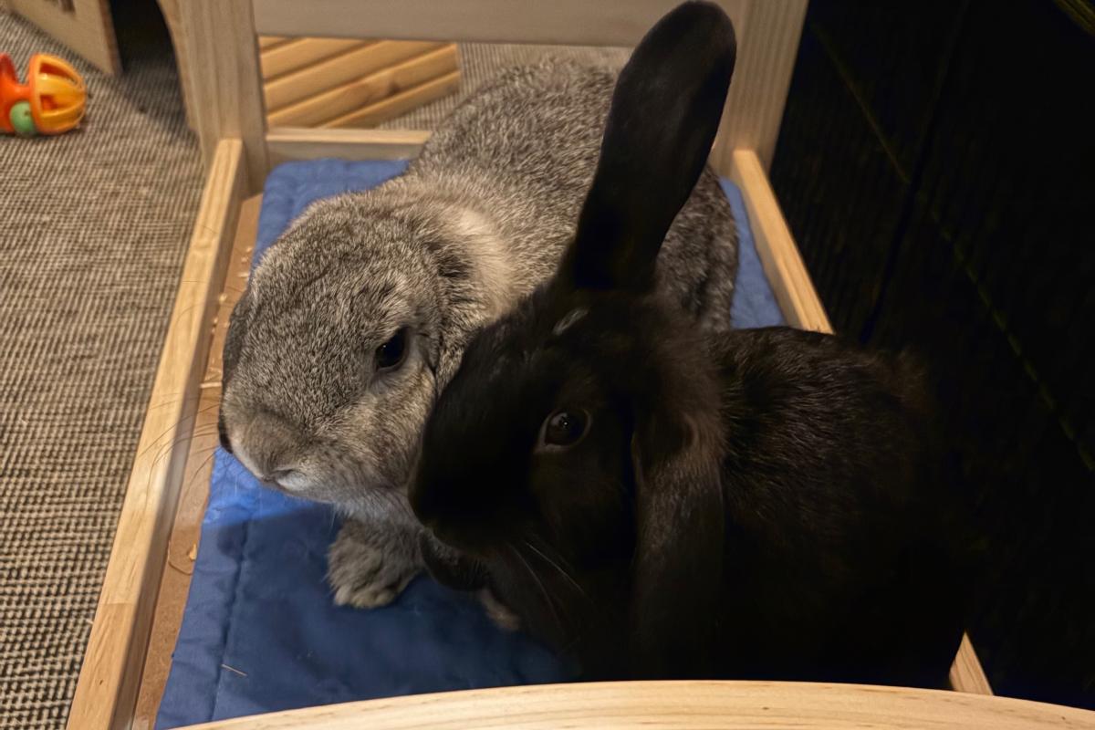 Snuffeltje & Snoesje
