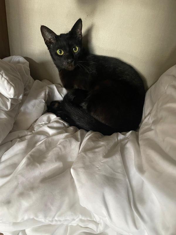 Kitkat
