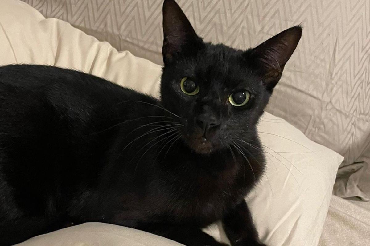 Kitkat
