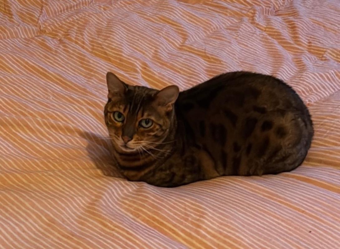 Sophie