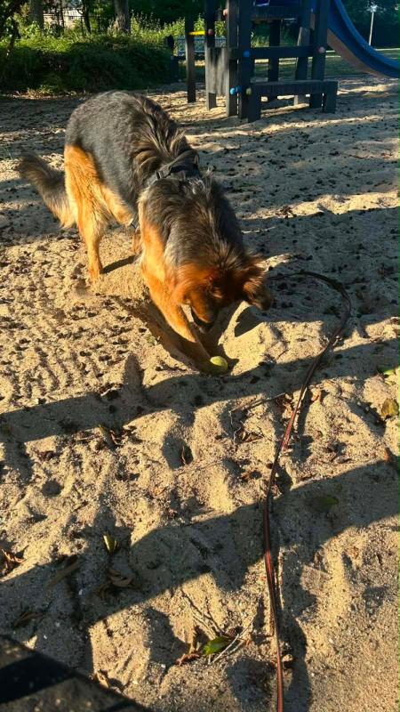Rollo