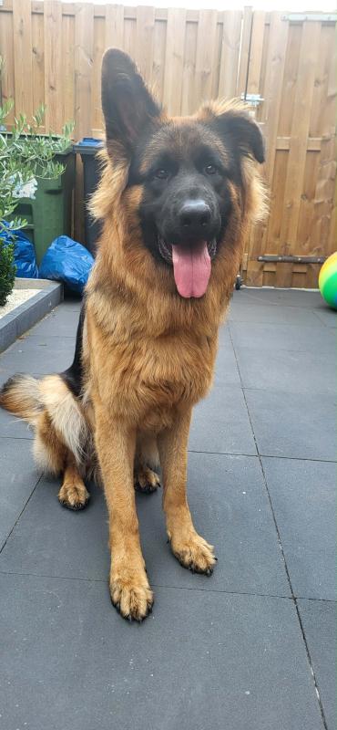 Rollo