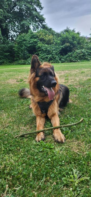 Rollo