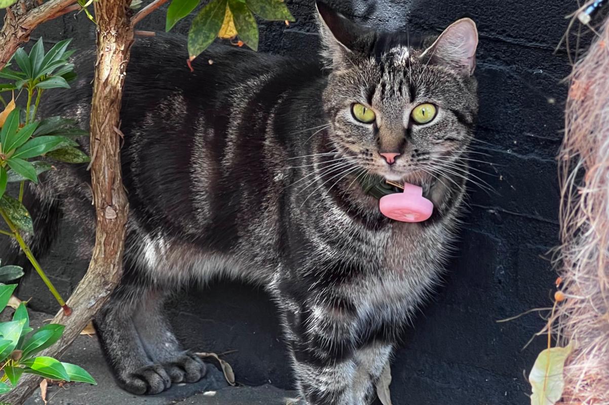 Tuguinha