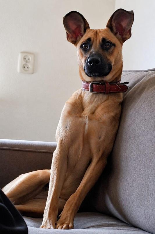 Feliz