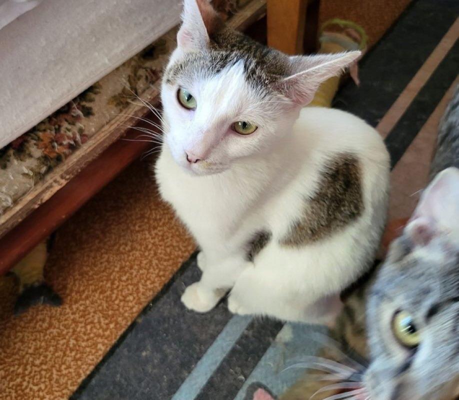 Suri