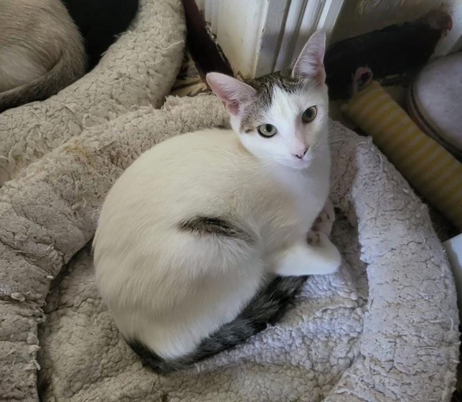 Suri