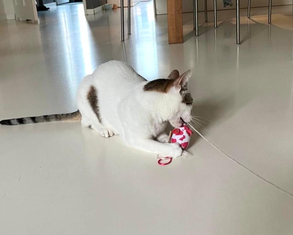 Suri