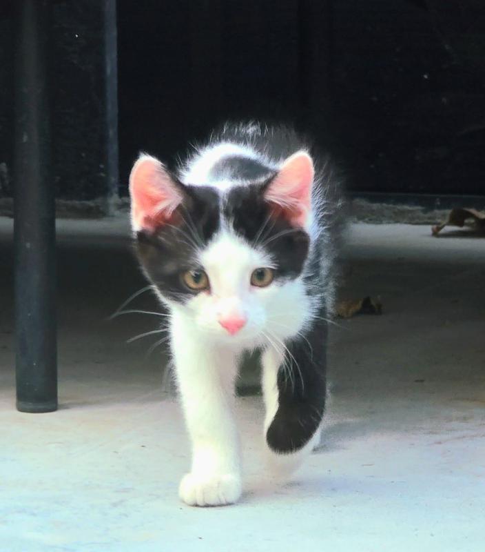 Turbo