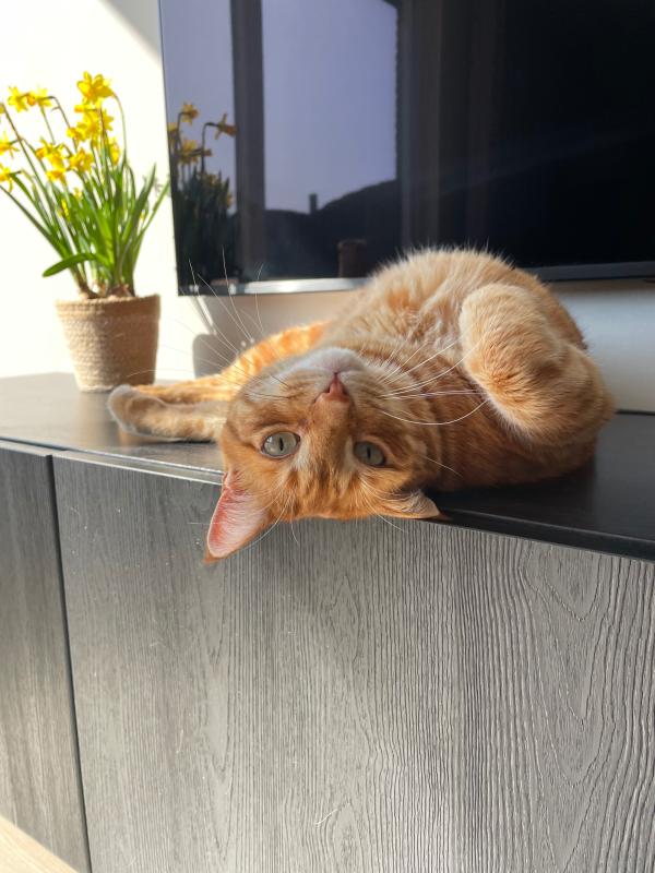 Antonio
