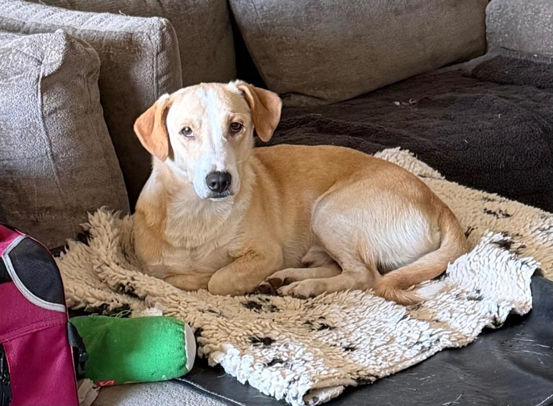 Belcho
