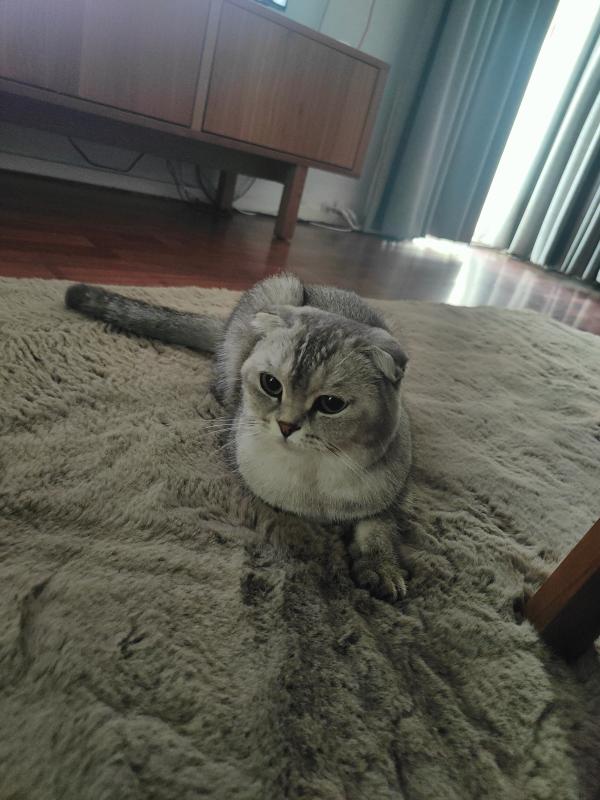 Titi