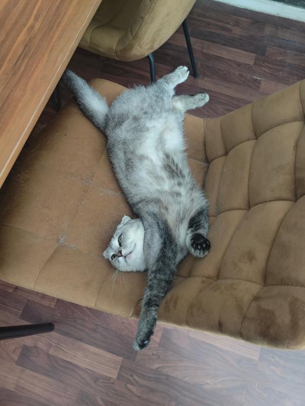 Titi