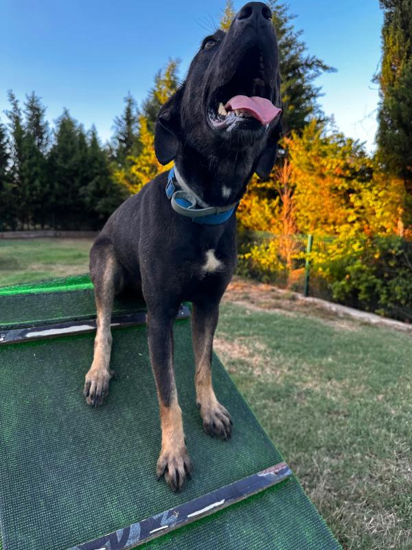 Maya