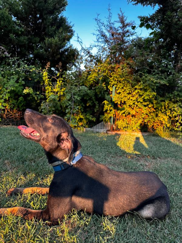 Maya