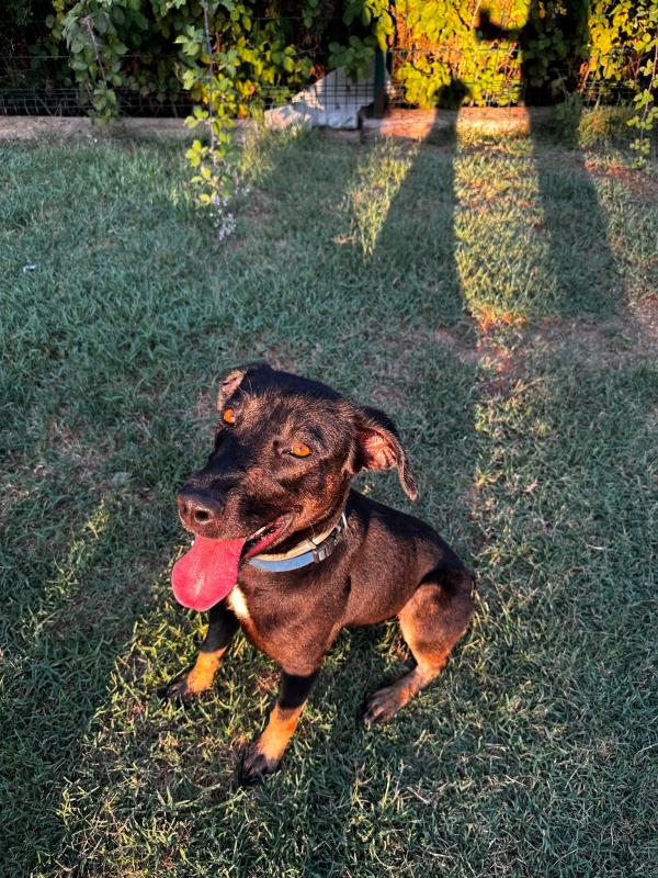 Maya