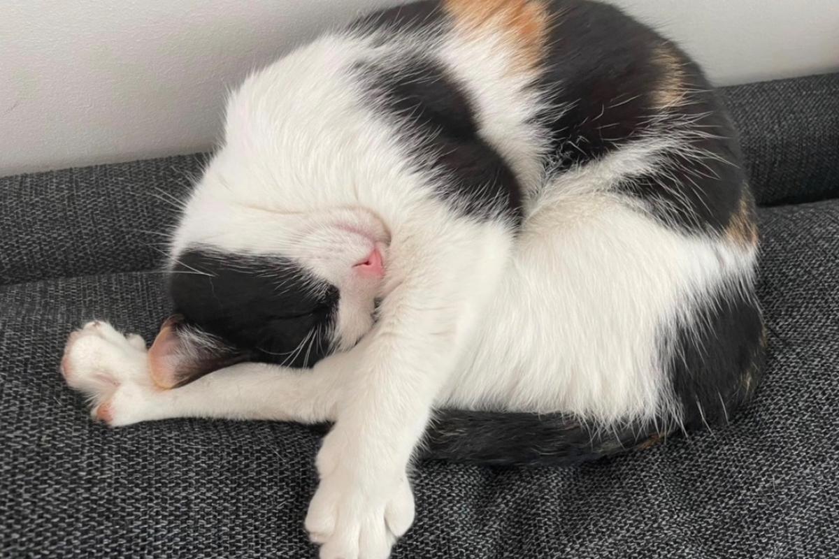 Pom